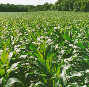 How much it yields depends so much on the roots