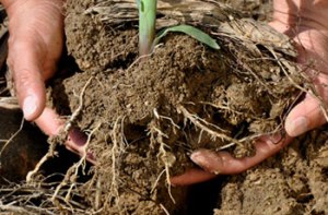 Corn roots (Credit Blendspace.com)