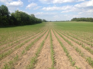 Figure 8. No-till corn into soybean residue (Credit: Paul Sullivan, P.T. Sullivan Agro Inc)
