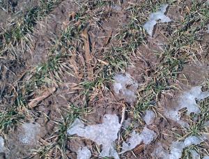 Figure 3. No-till wheat emerging from under snow after winter. Corn stalks are from two years earlier. (Daynard farm)