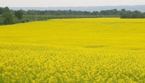 Canola in flower. Credit: Brian Hall, Ontario Ministry of Agriculture and Food